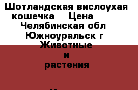 Шотландская вислоухая кошечка  › Цена ­ 900 - Челябинская обл., Южноуральск г. Животные и растения » Кошки   . Челябинская обл.